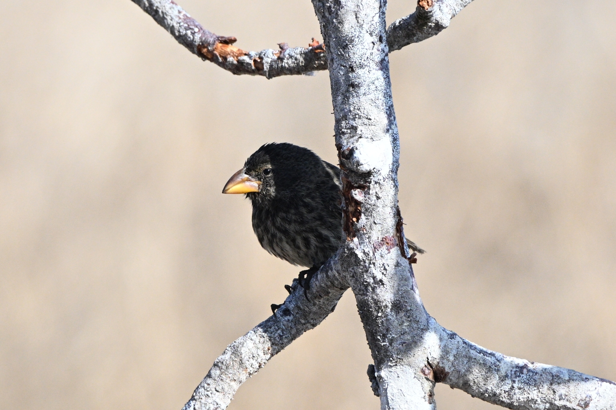 Genovesa Cactus Finch (Geospiza propinqua), photo 5