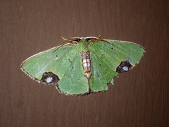 Spaniocentra spicata