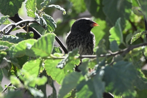 Genovesa Ground Finch (Geospiza acutirostris), photo 9