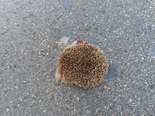 Northern White-breasted Hedgehog