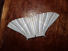 Strophidia caudata