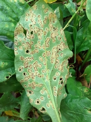 Puccinia arenariae