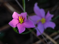 Sabatia grandiflora