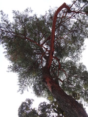 Pinus