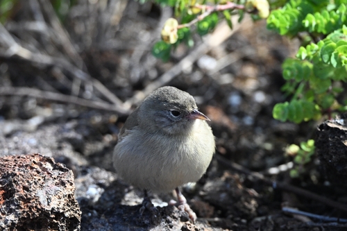 Grey Warbler-Finch (Certhidea fusca), photo 9