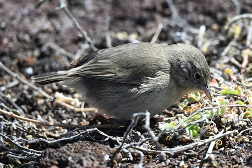 Grey Warbler-Finch (Certhidea fusca), photo 5