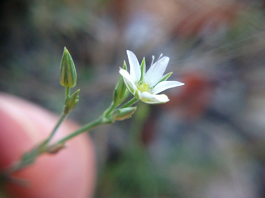 Minuartia euxina