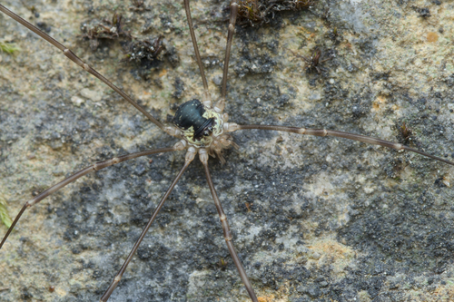 Dicranopalpus pyrenaeus