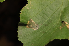 Phyllonorycter nicellii