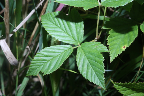 thornless dewberry (Rubus uniformis)