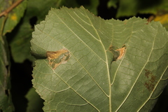 Phyllonorycter nicellii