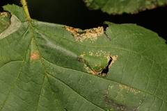 Phyllonorycter nicellii