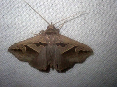 Tephriopis divulsa