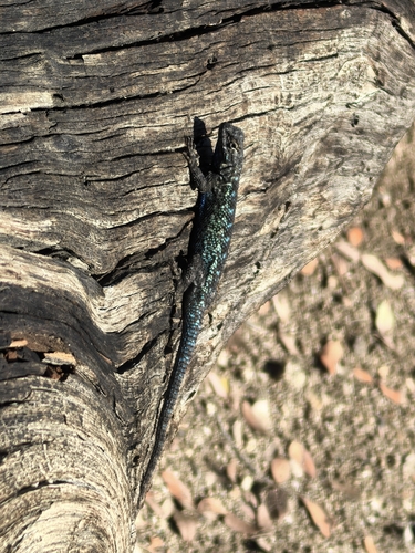 iNaturalist observation photo of Western Fence Lizard