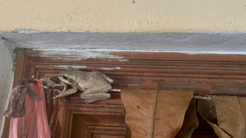 Chunam Tree Frog