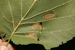 Phyllonorycter nicellii