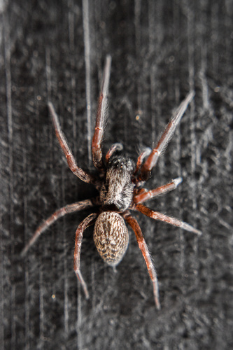 Grey House Spider