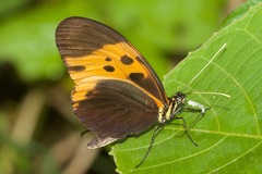 Heliconius numata