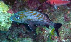 Haemulon carbonarium