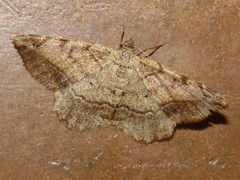 Chiasmia brongusaria