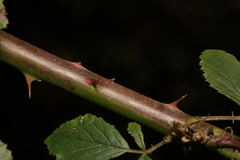 Rubus lindleianus