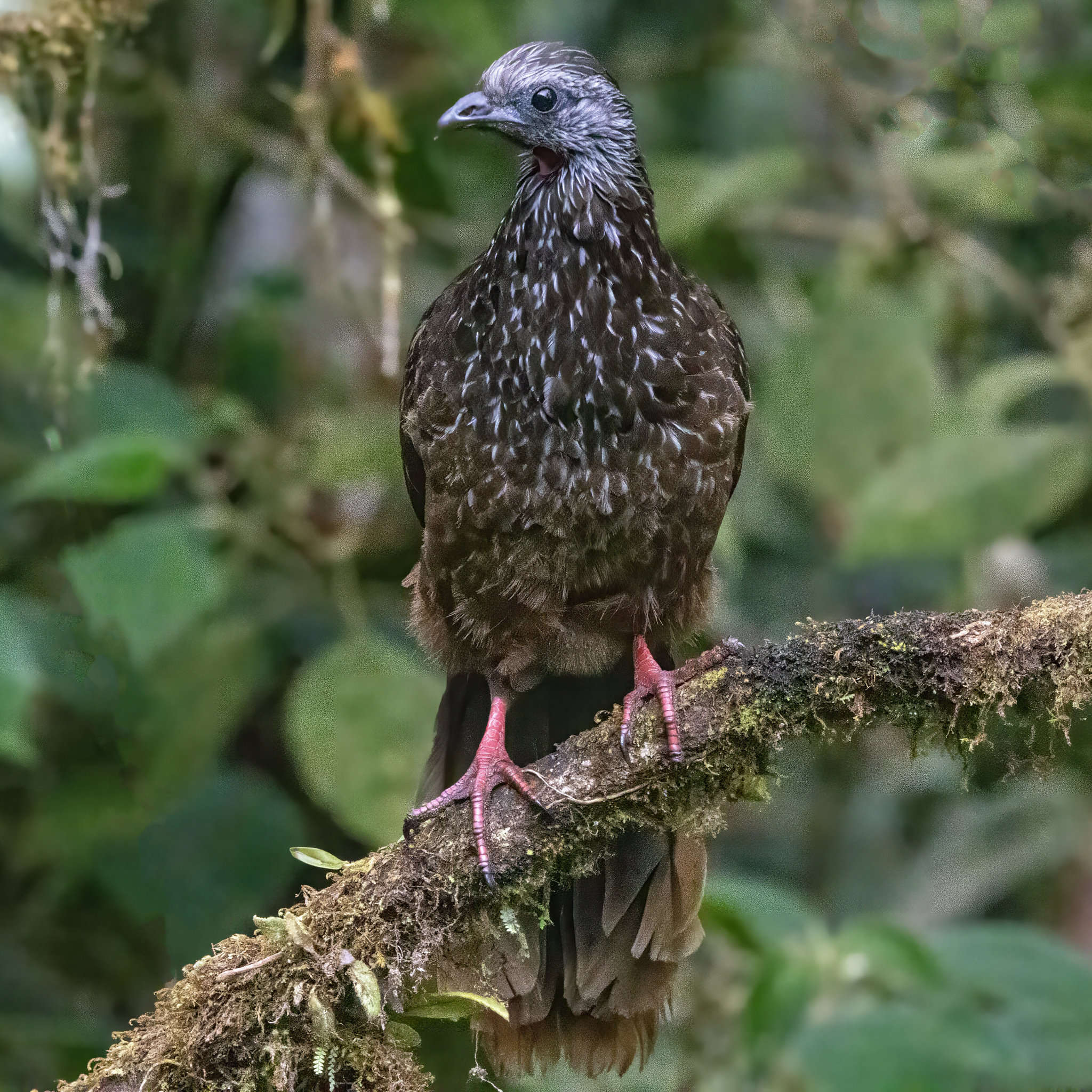 Bearded Guan (Penelope barbata), photo 2