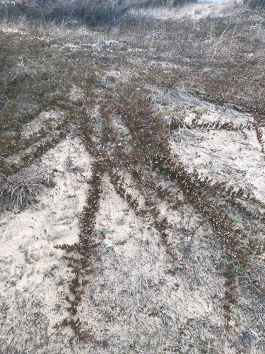 Creeping juniper (Juniperus horizontalis)