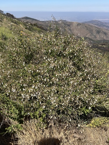 Gander's pitcher sage (Lepechinia ganderi)