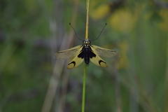 Libelloides longicornis