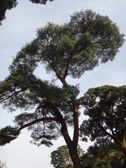 Pinus