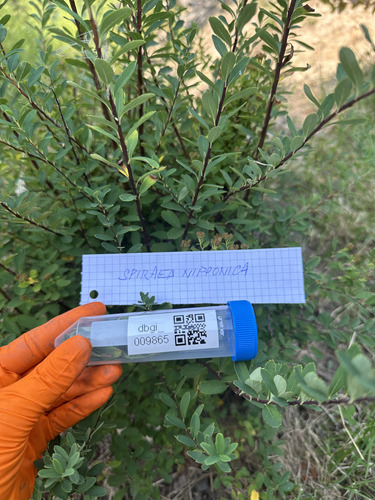 Spiraea nipponica iNat (1)