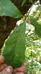 Quercus peduncularis