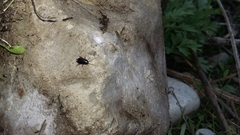 Loboptera canariensis