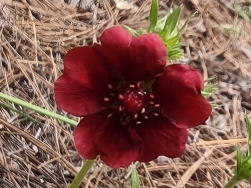 scarlet cinquefoil (Potentilla thurberi)