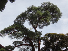 Pinus