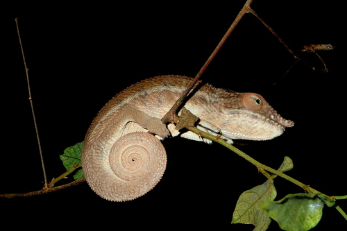 Angel's Chameleon