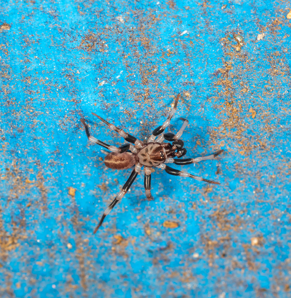 Neocteniza coylei
