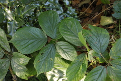 Rubus dasyphyllus