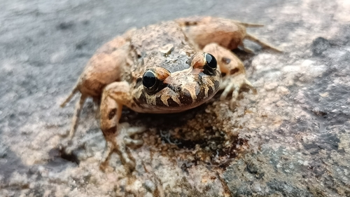 Tyrrhenian Painted Frog, France, photo 10 of 10