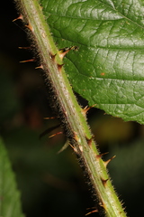 Rubus dasyphyllus