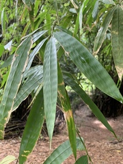 Guadua angustifolia