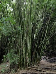 Guadua angustifolia