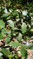 Quercus peduncularis