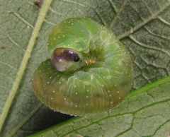 Tenthredo atra