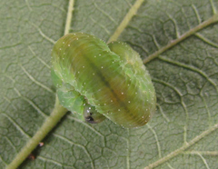 Tenthredo atra