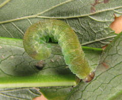 Tenthredo atra