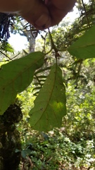 Quercus peduncularis