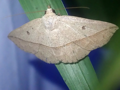 Ugia disjungens
