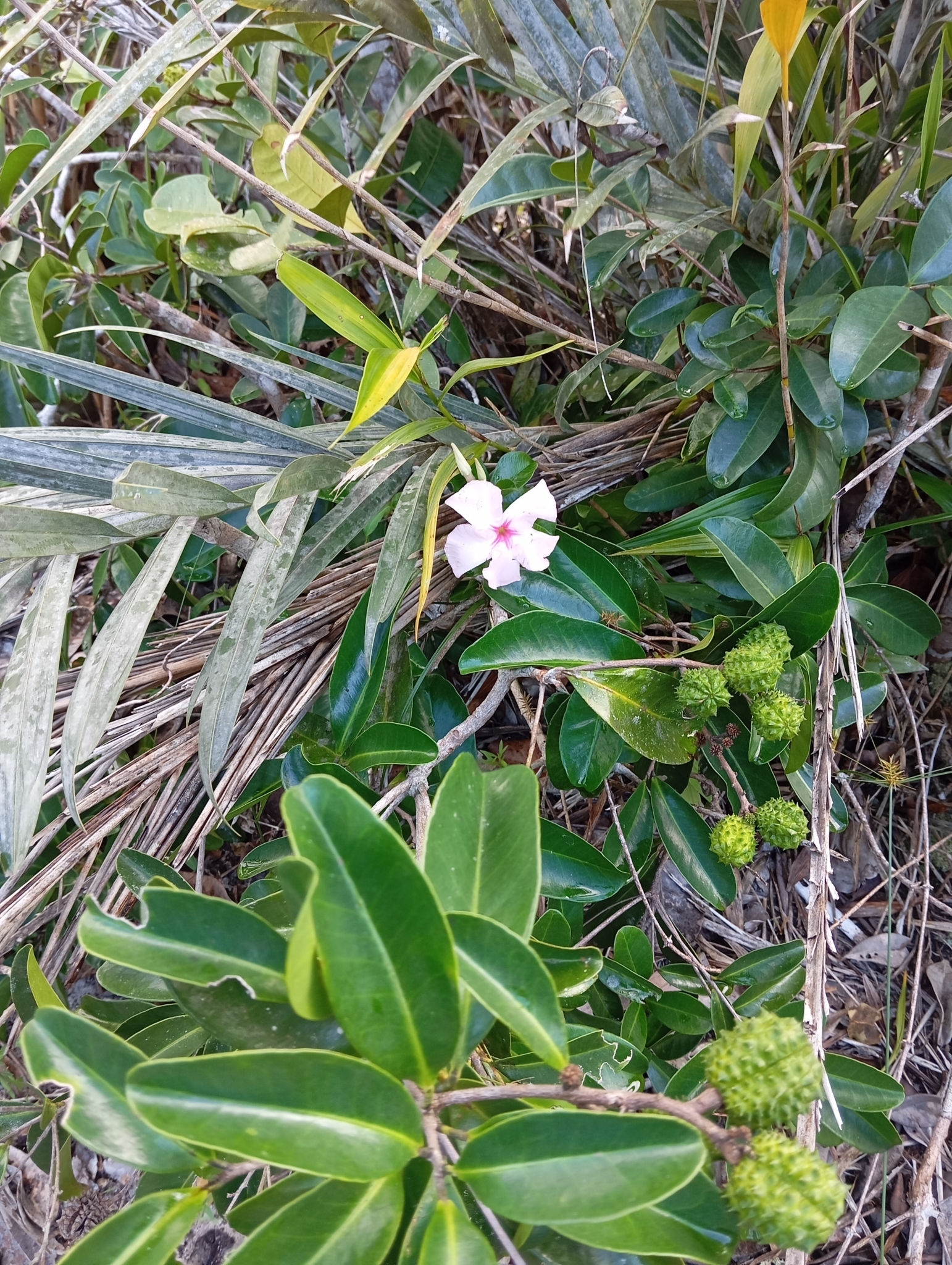 Catharanthus roseus