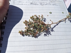 Euphorbia albomarginata